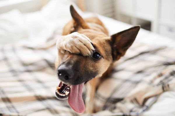 Peut-on amener ses animaux de compagnie dans ces campings ?